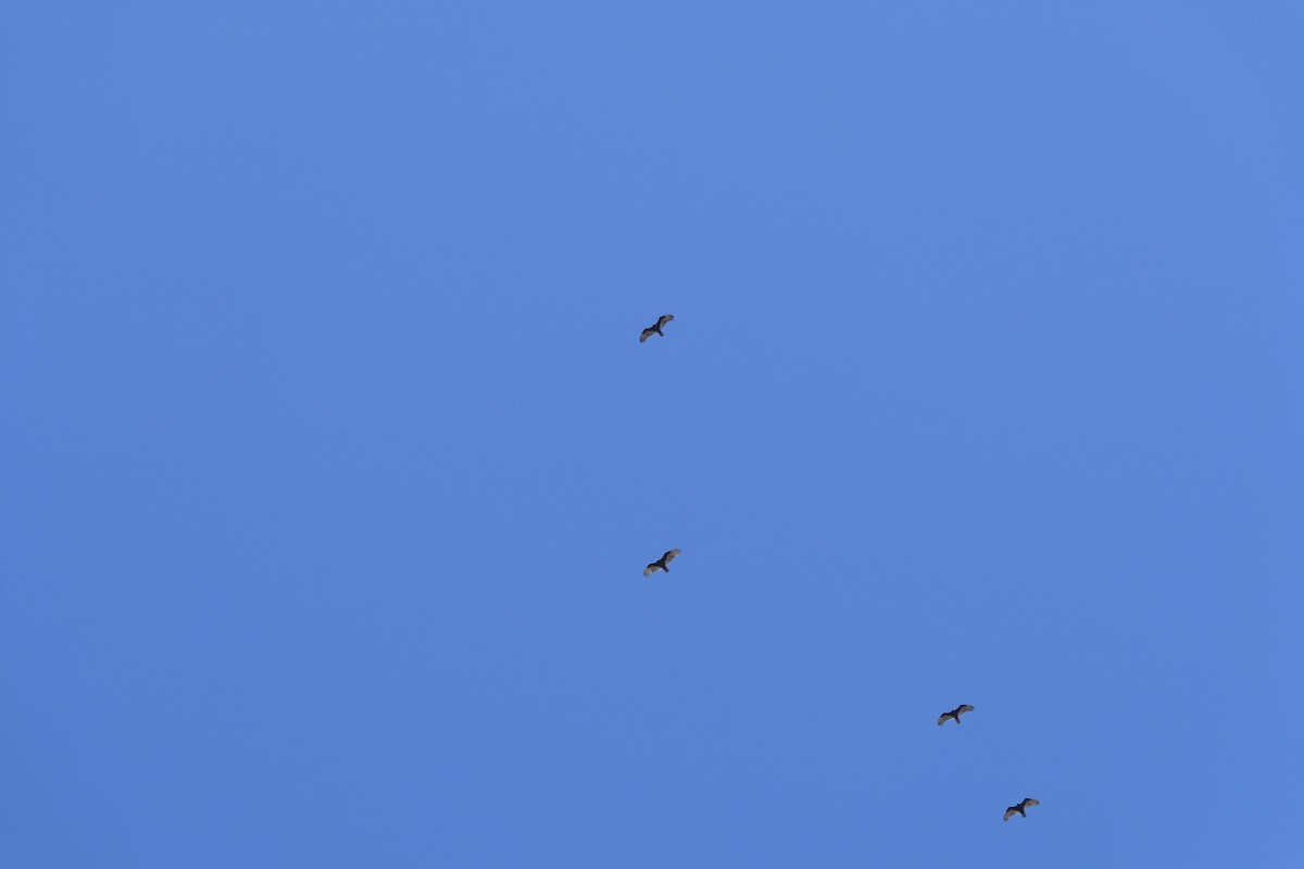 Turkey Vulture - ML644561439