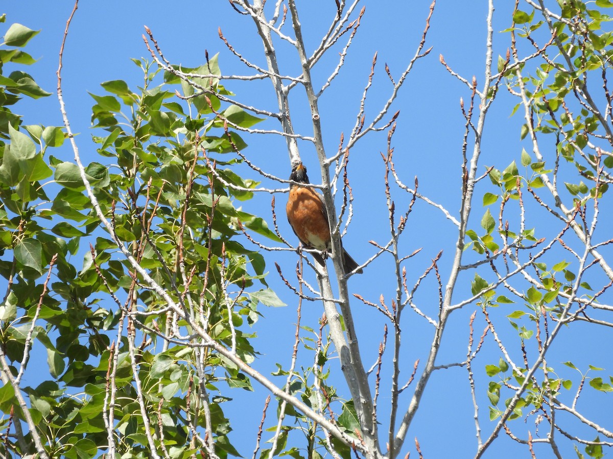 קיכלי נודד - ML644561440