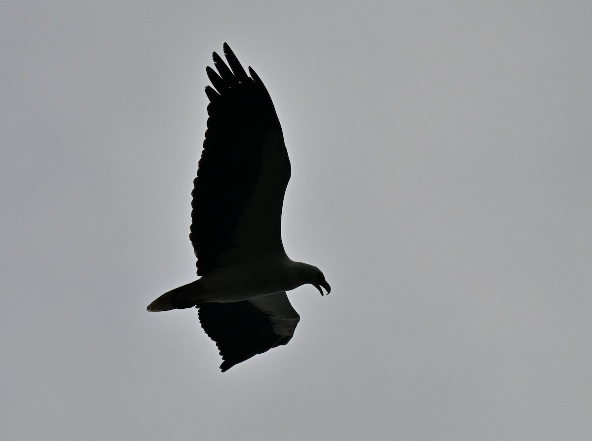 White-bellied Sea-Eagle - ML644561446