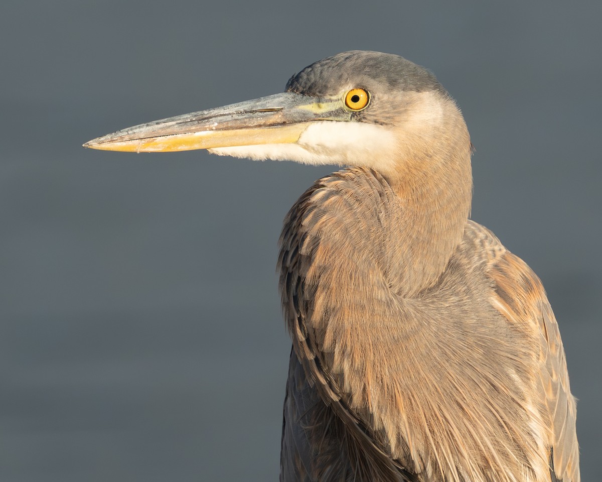 Чапля північна - ML644561469