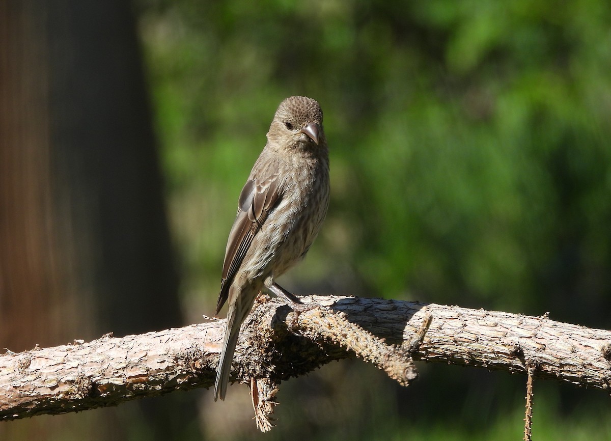 House Finch - ML644561476
