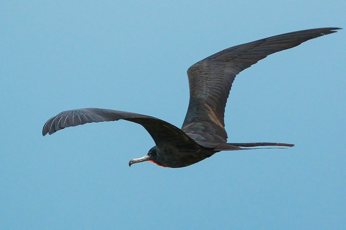 Magnificent Frigatebird - ML644561477