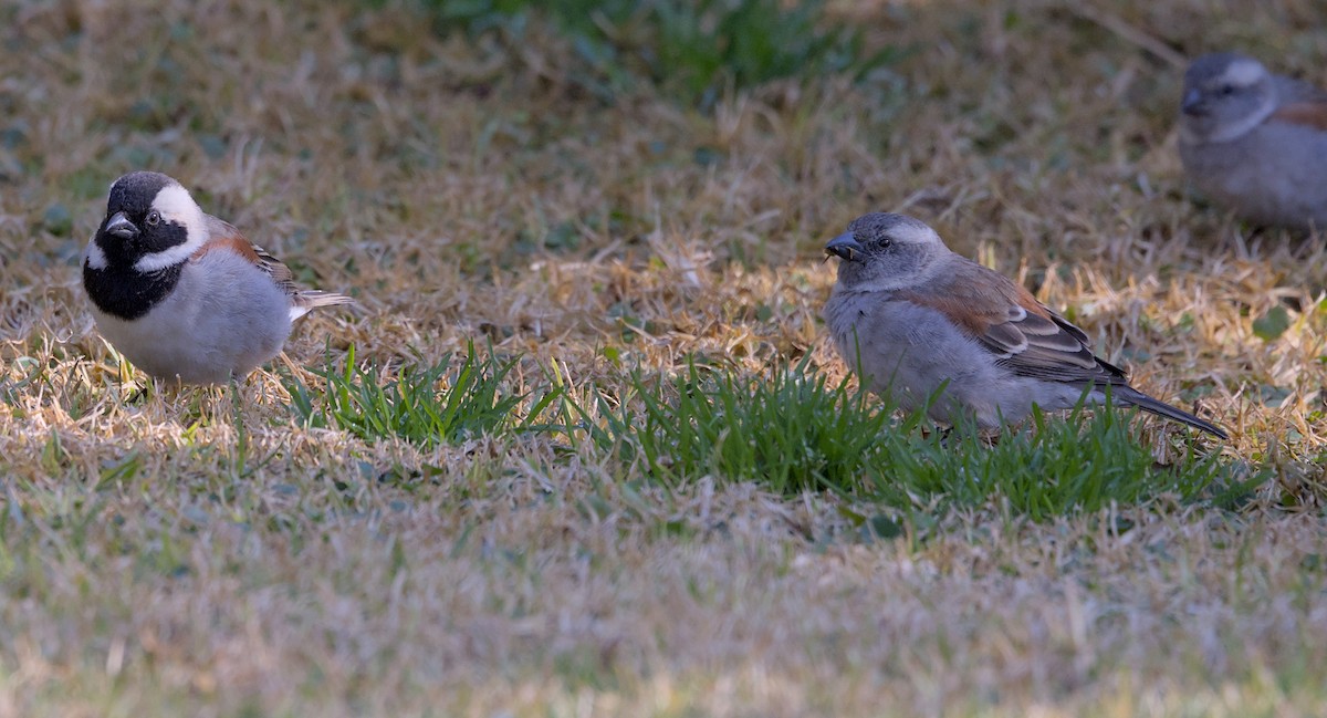 Cape Sparrow - ML644561479