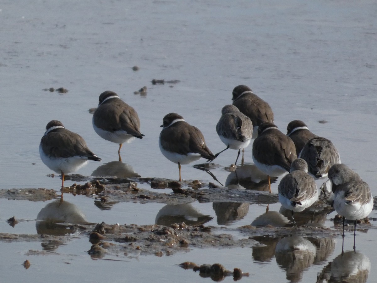 Semipalmated Plover - ML644561480