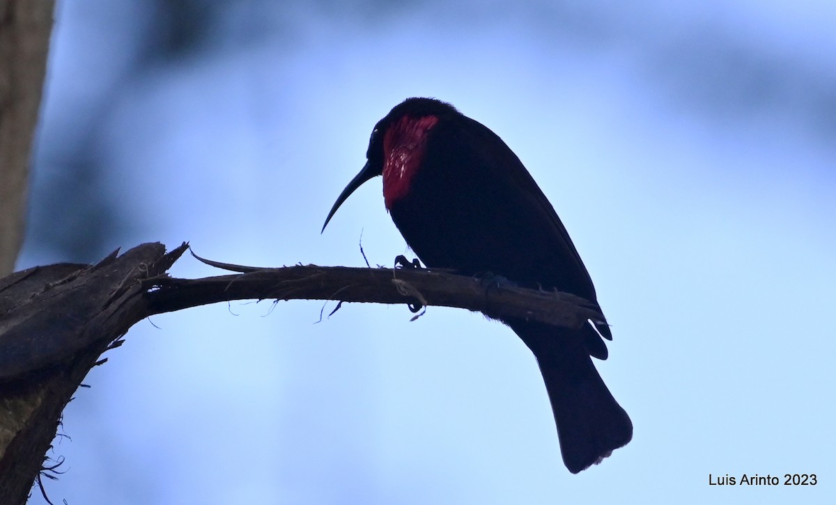 Нектарець червоноволий - ML644561484