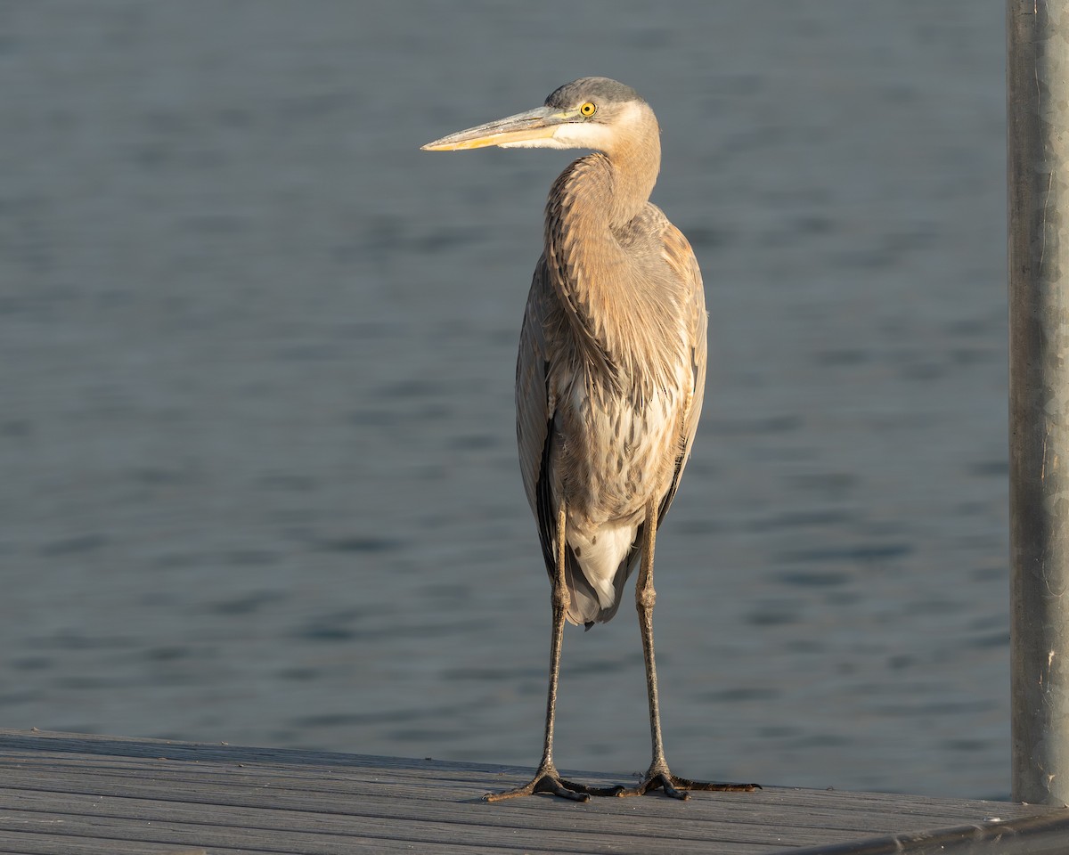 Чапля північна - ML644561485