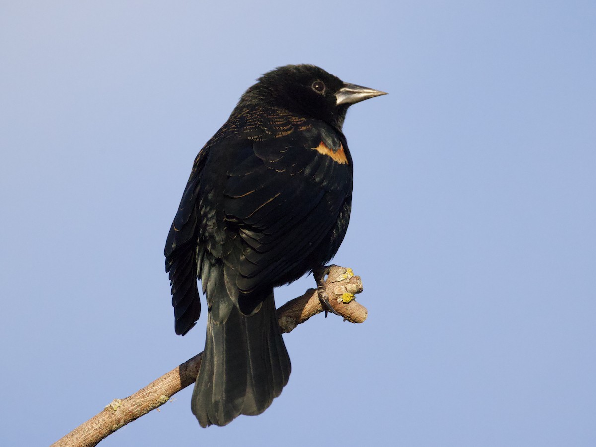 vlhovec červenokřídlý - ML644561490