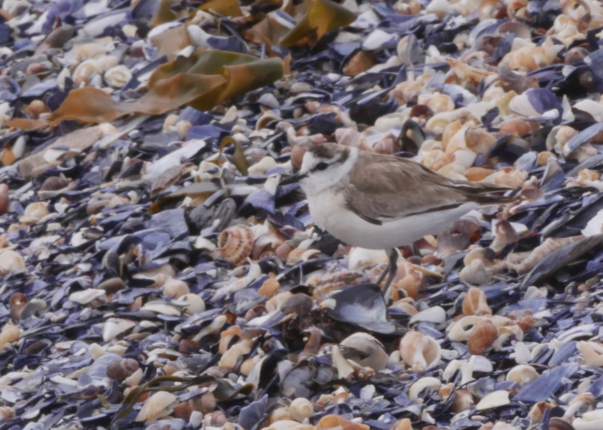 Белолобый зуёк - ML644561497