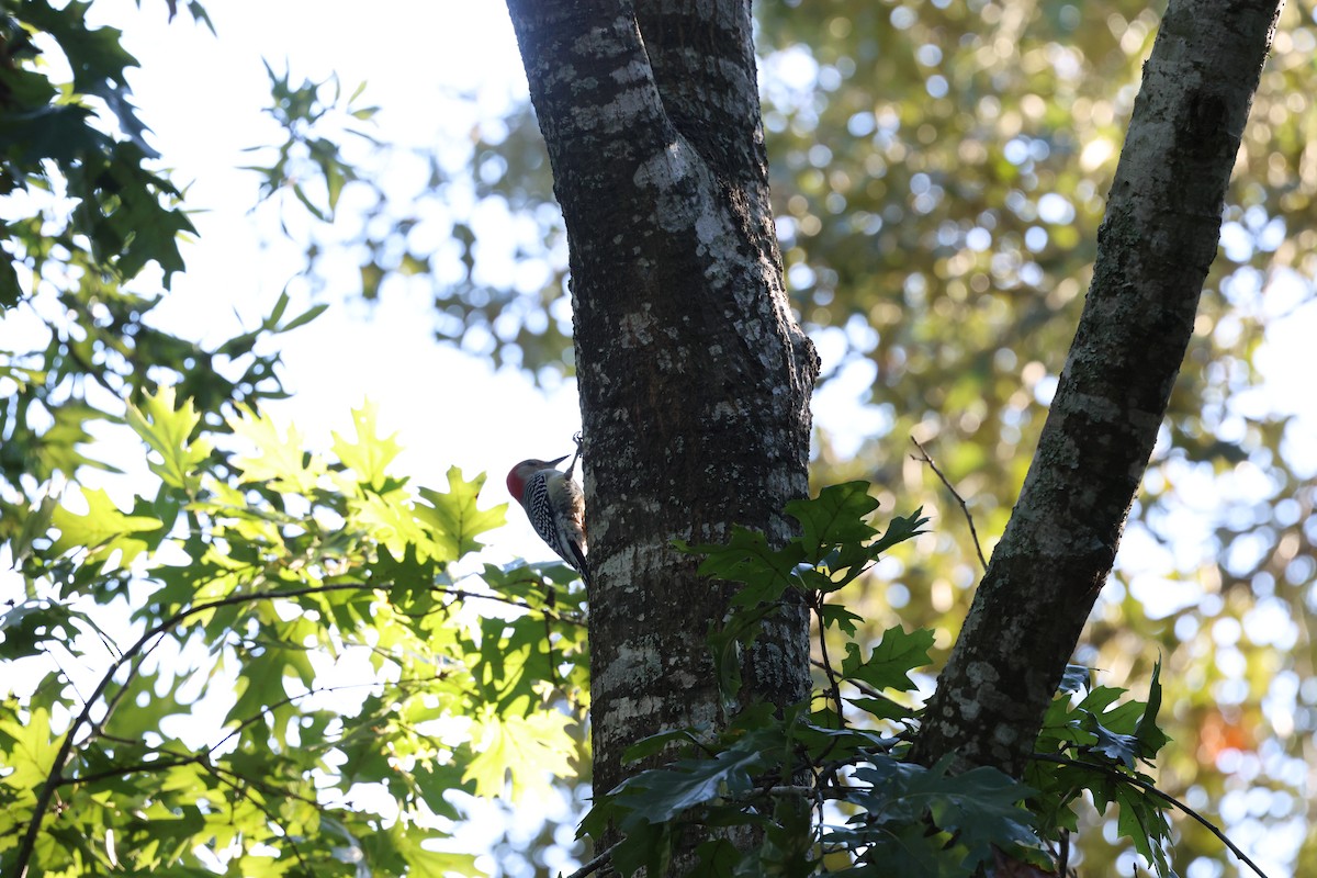 シマセゲラ - ML644561524