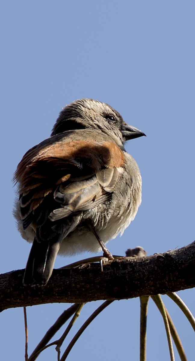 Cape Sparrow - ML644561525