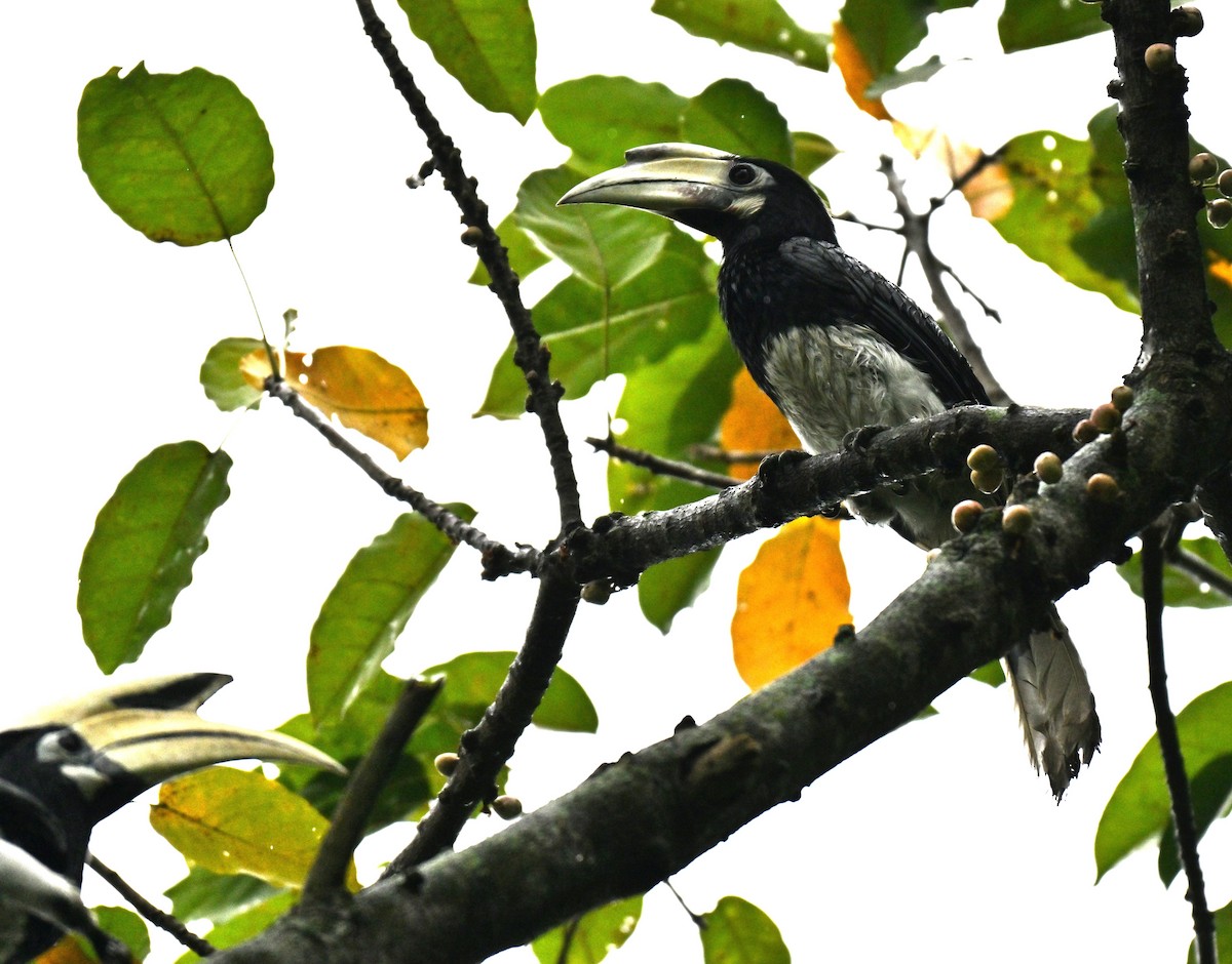 キタカササギサイチョウ - ML644561531