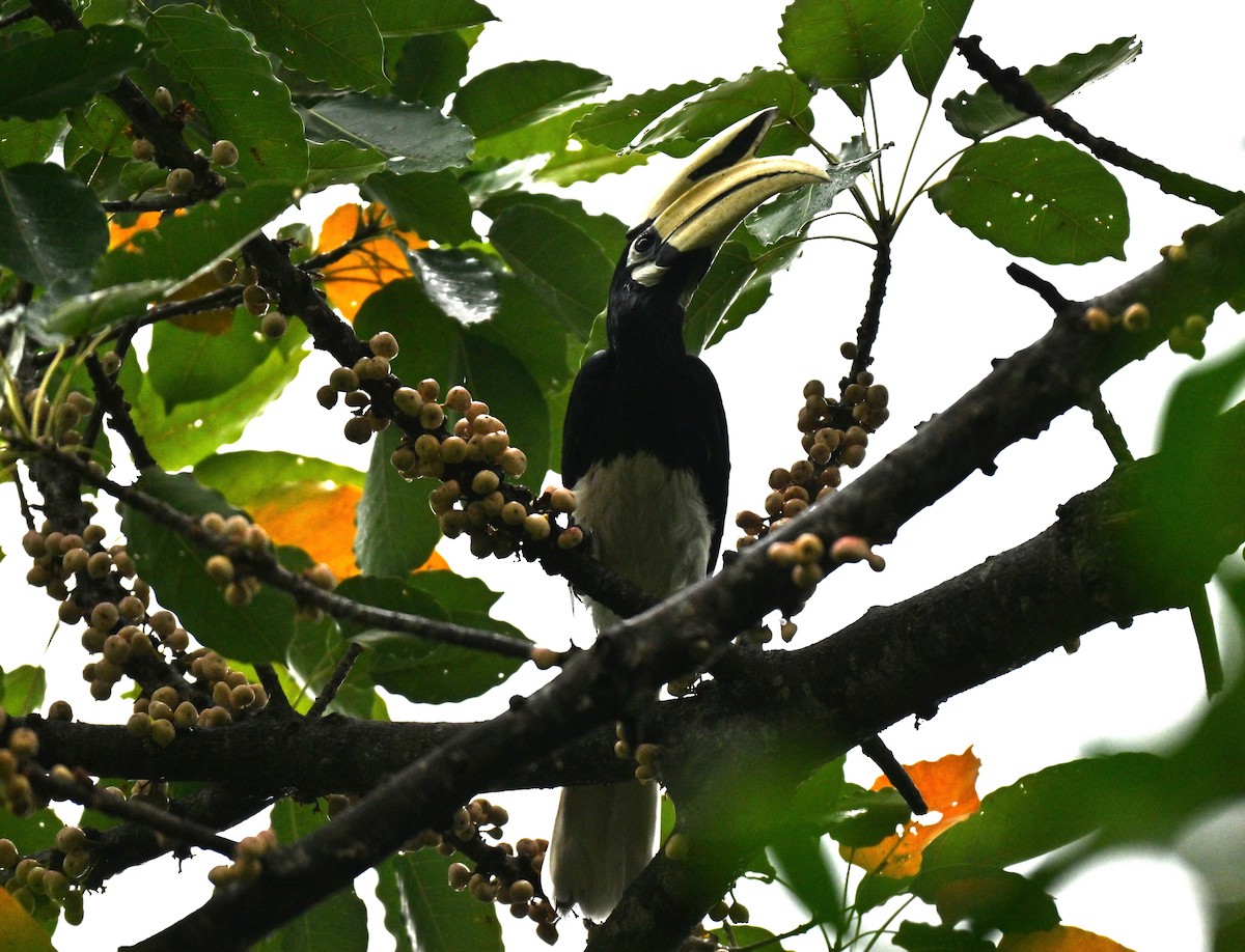 キタカササギサイチョウ - ML644561532