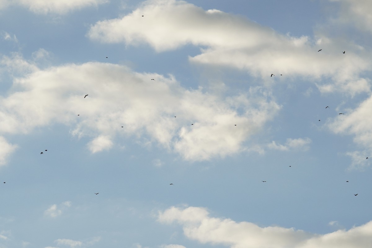 קיכלי נודד - ML644561535