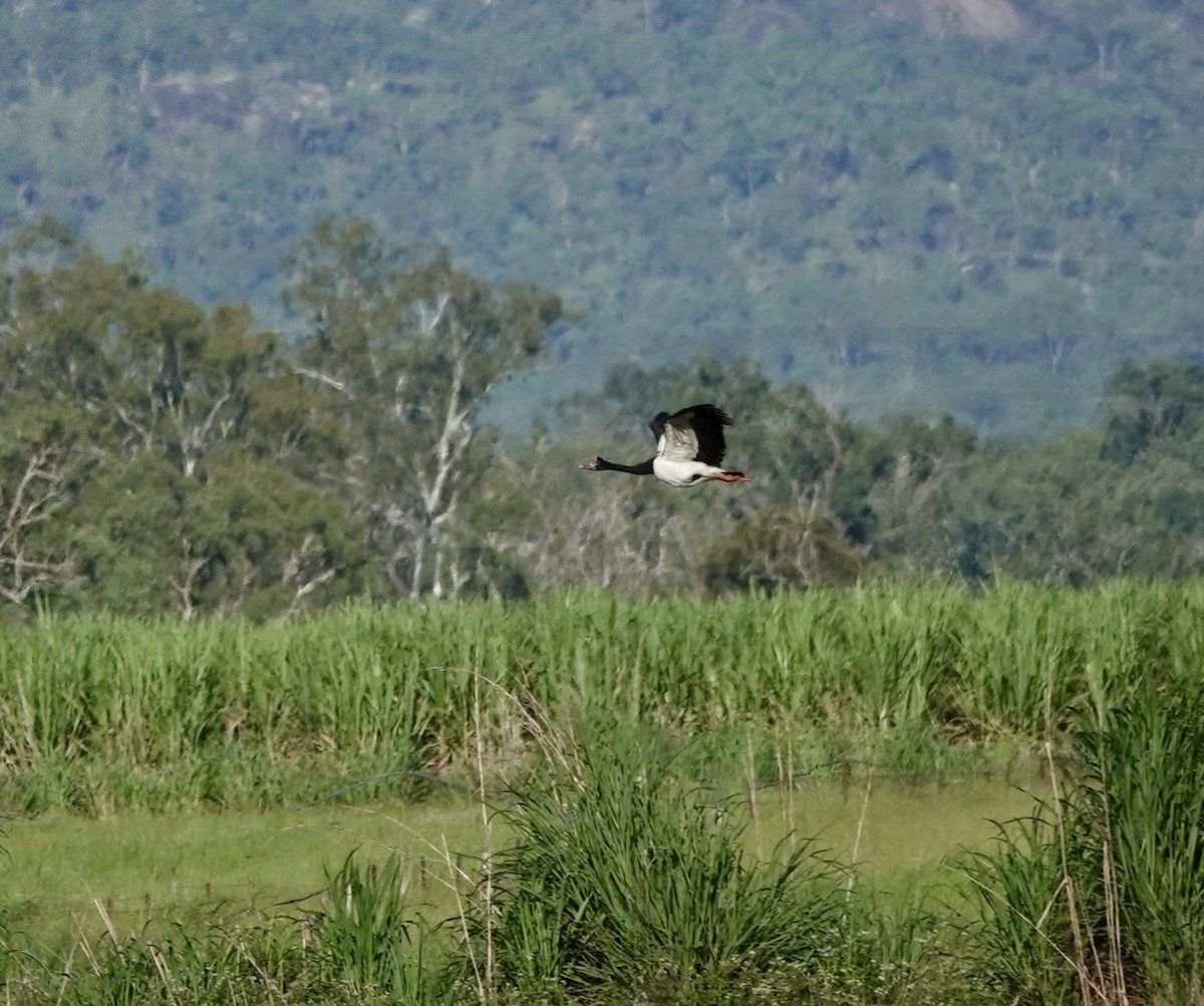 Magpie Goose - ML644561545