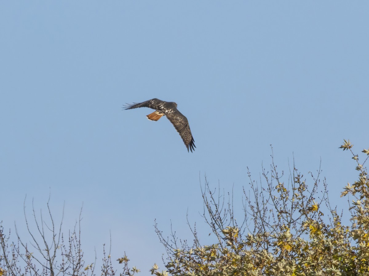 Канюк неоарктичний - ML644561550