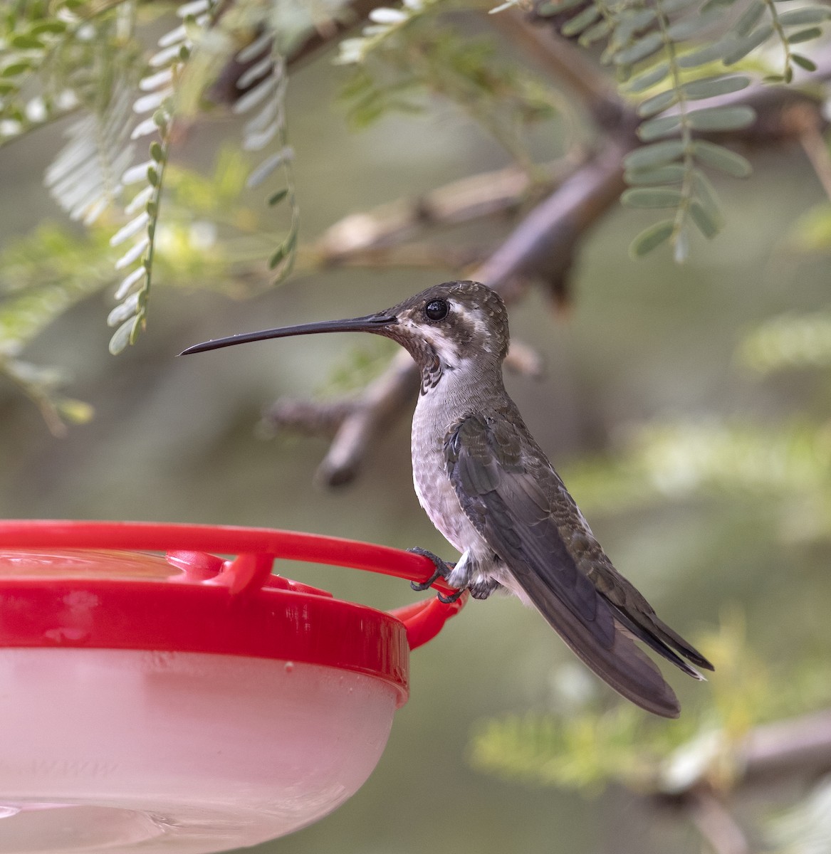 Plain-capped Starthroat - ML644561552