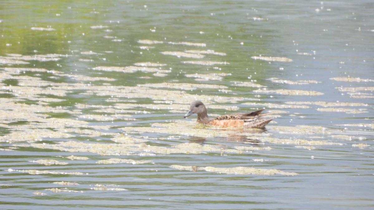 アメリカヒドリ - ML644561553