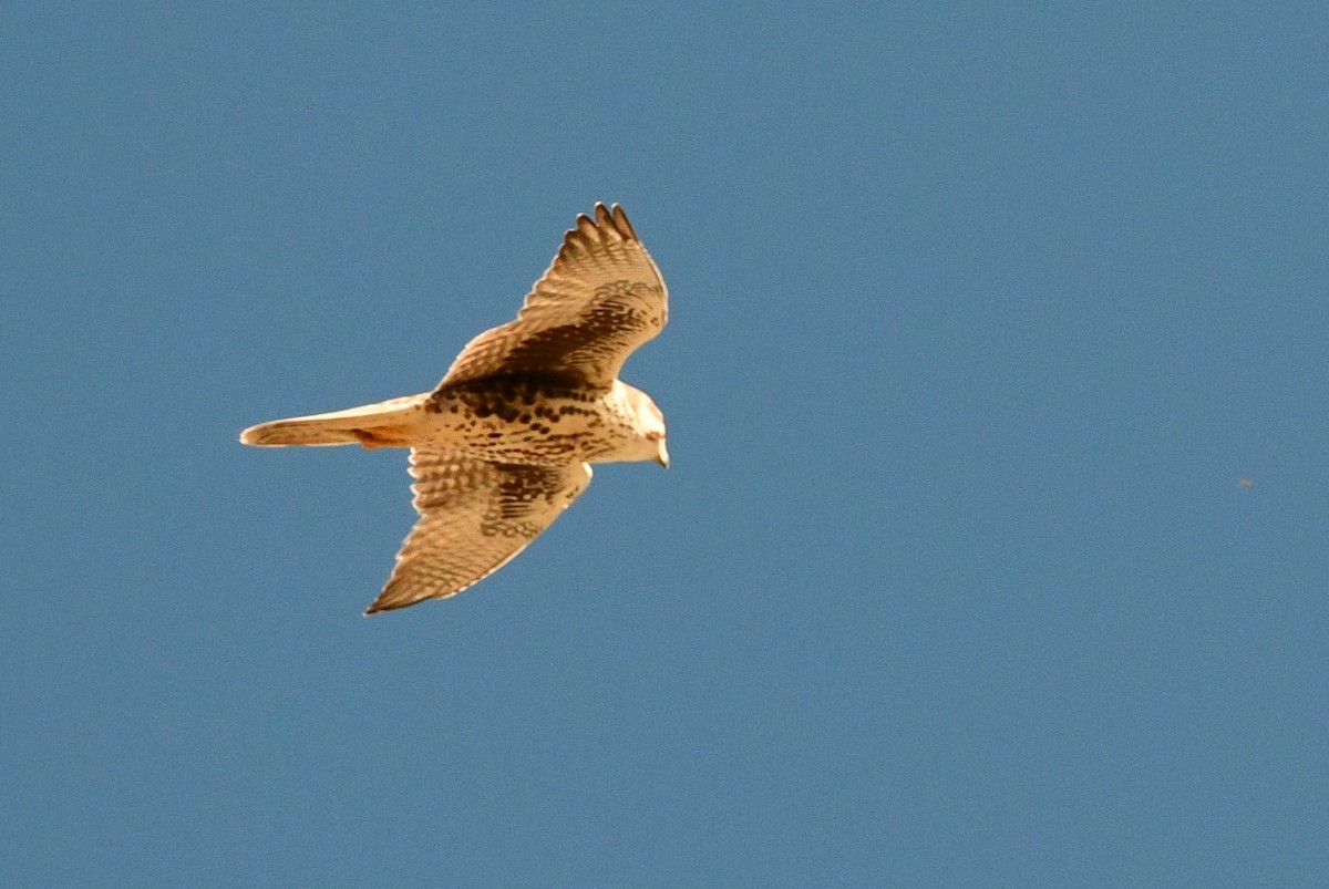 raroh prériový - ML644561557