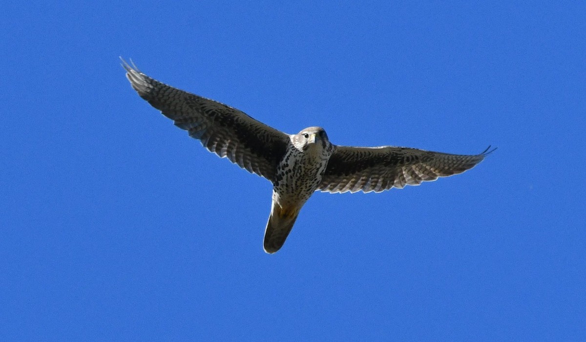 raroh prériový - ML644561559