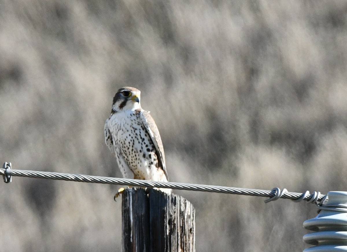 raroh prériový - ML644561560