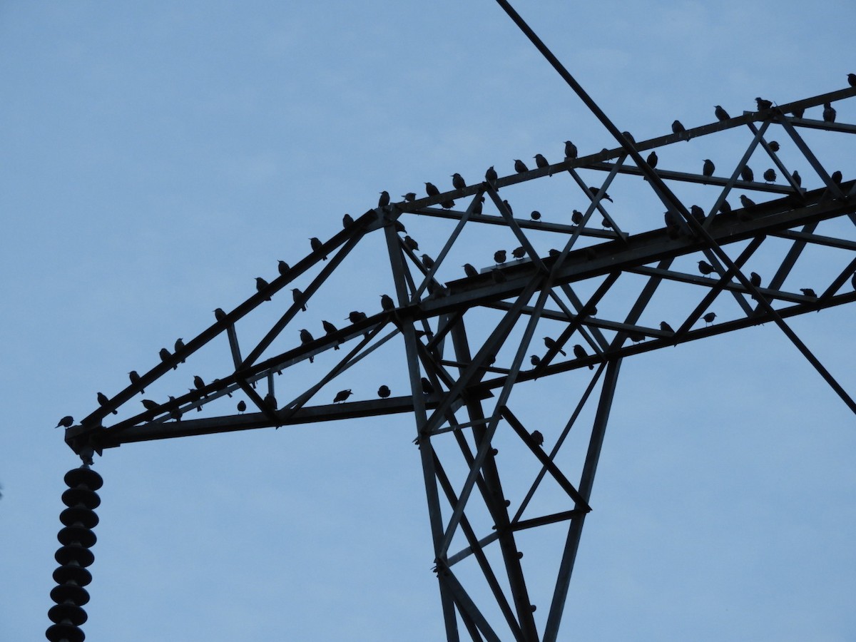 Brewer Karatavuğu - ML644561561