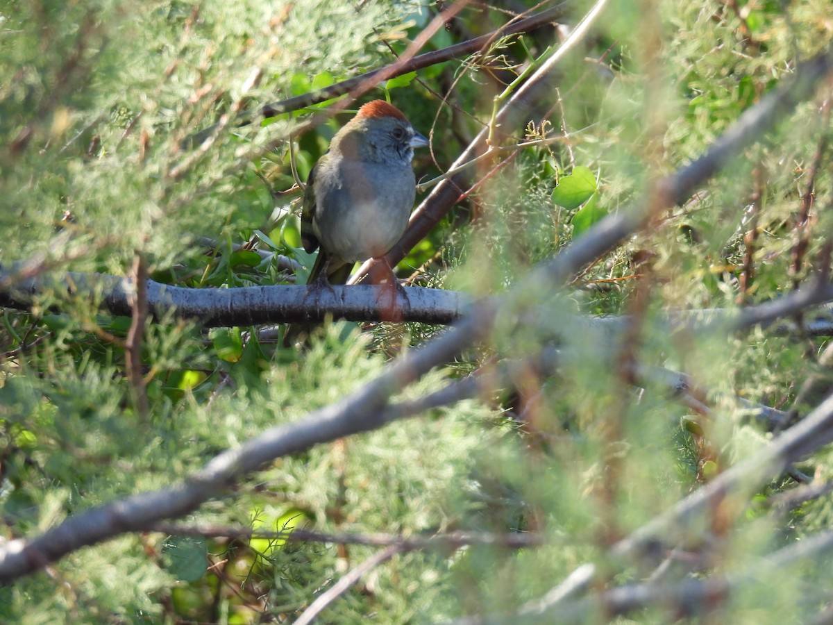 Green-tailed Towhee - ML644561562