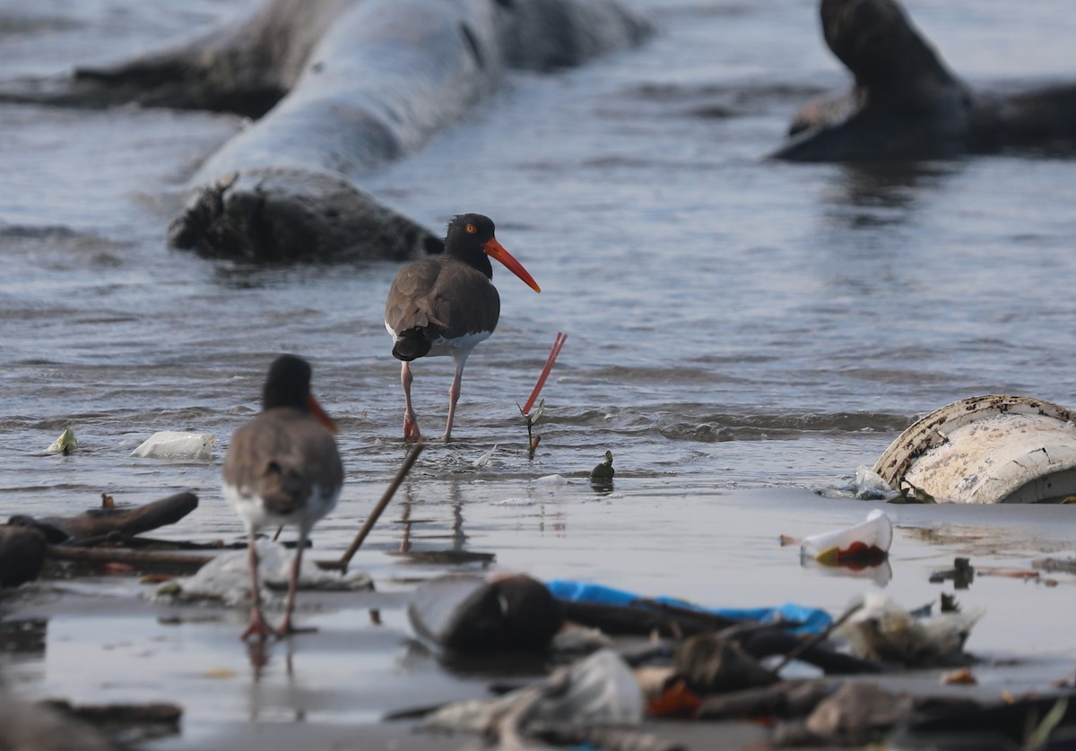 American Oystercatcher - ML644561564