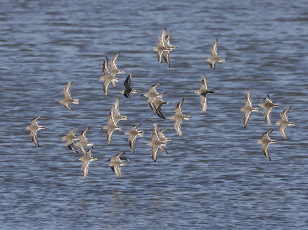 Txirri pektorala - ML644561566