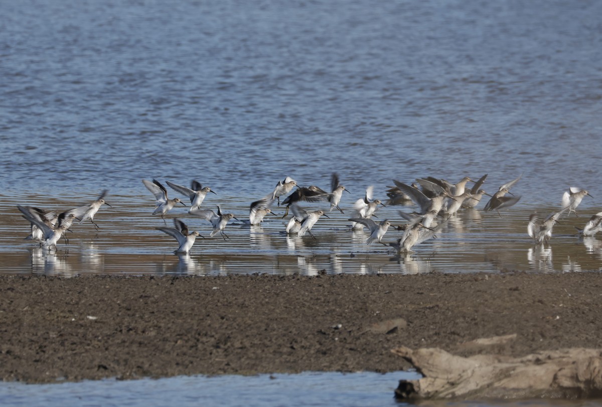 Txirri pektorala - ML644561567