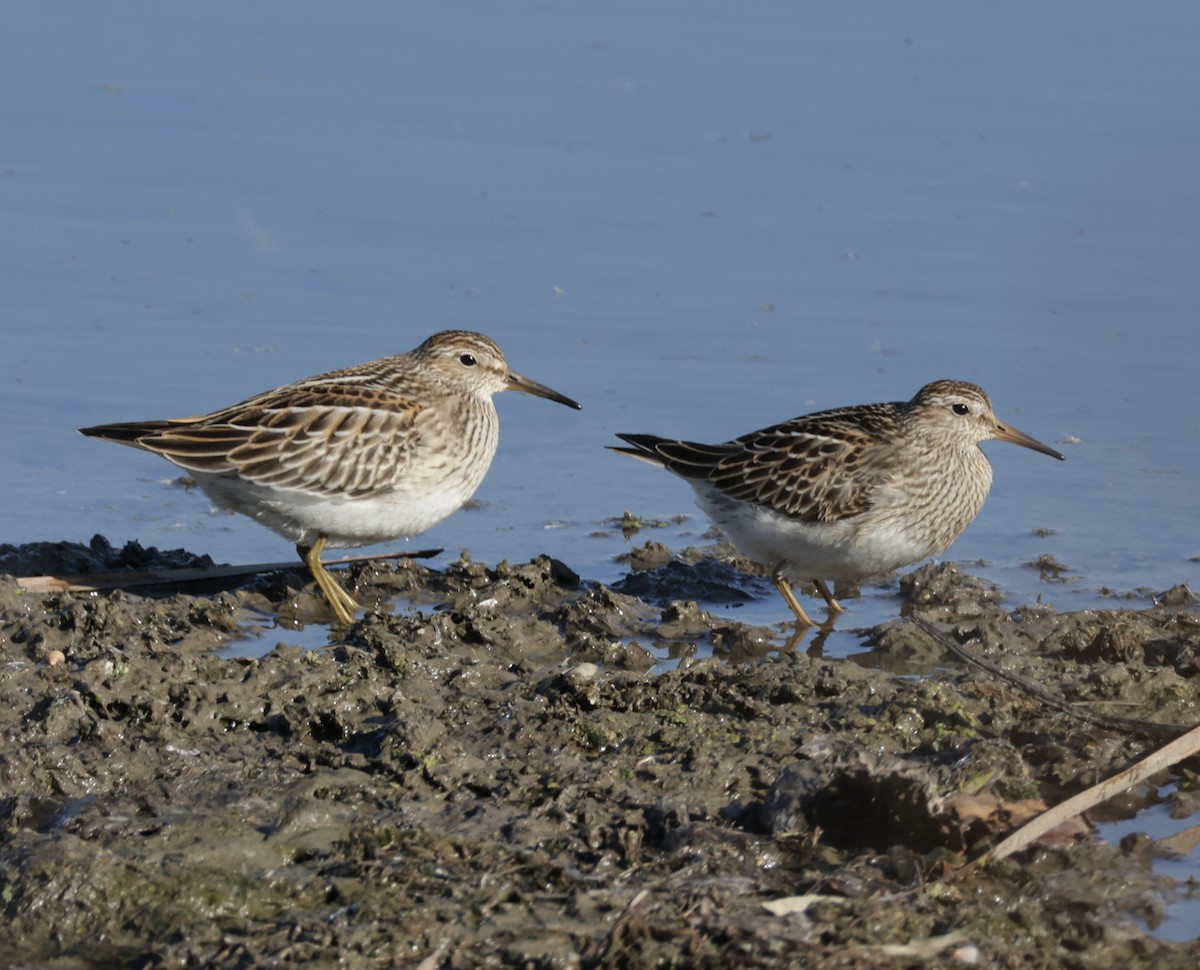 Txirri pektorala - ML644561568