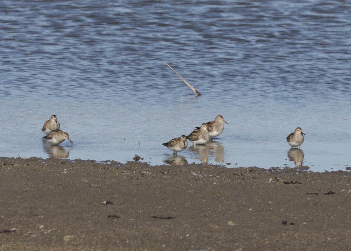 Txirri pektorala - ML644561569