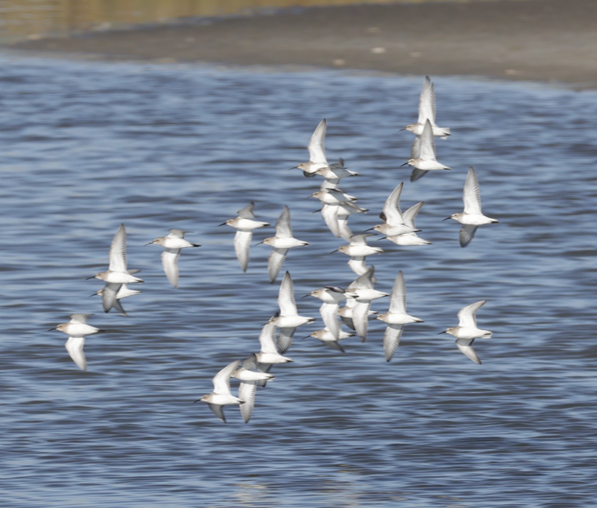 Txirri pektorala - ML644561570