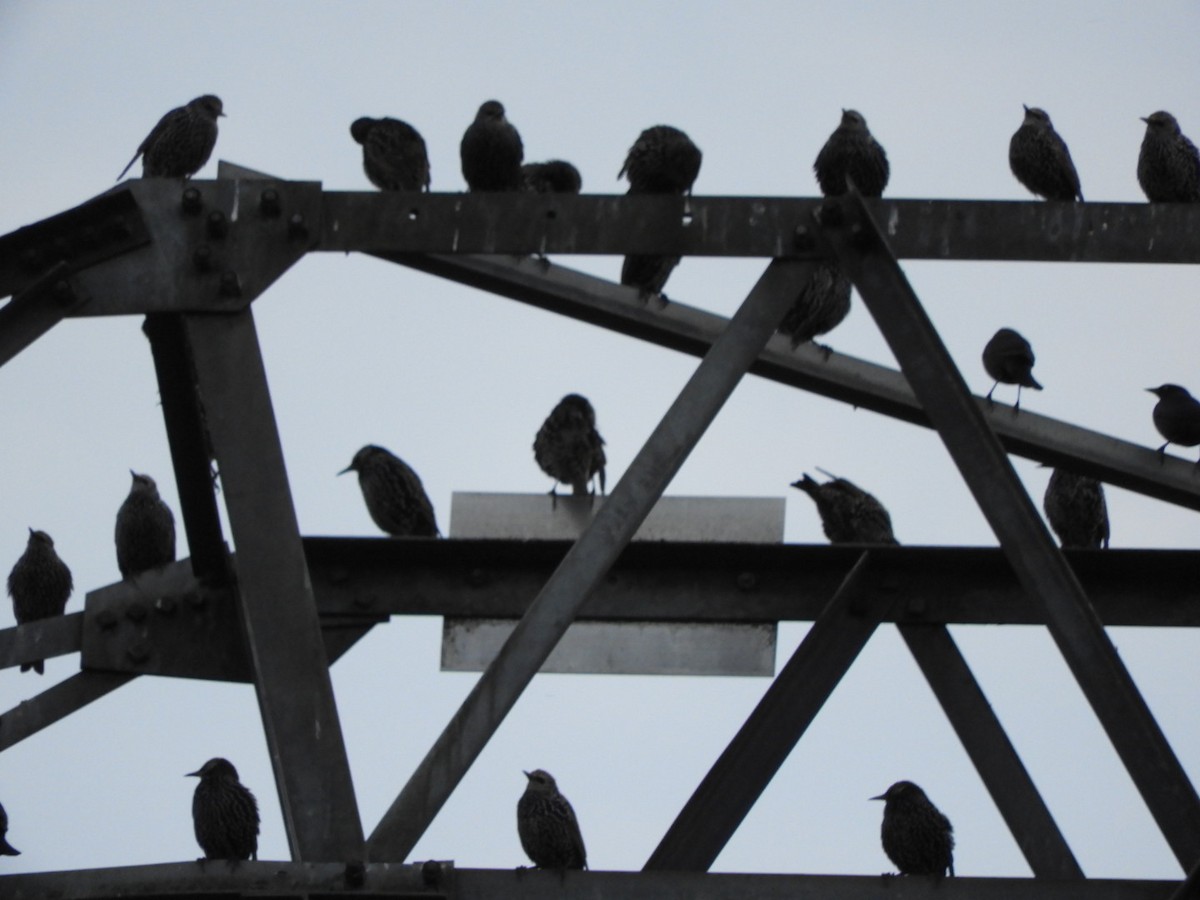 Brewer Karatavuğu - ML644561571