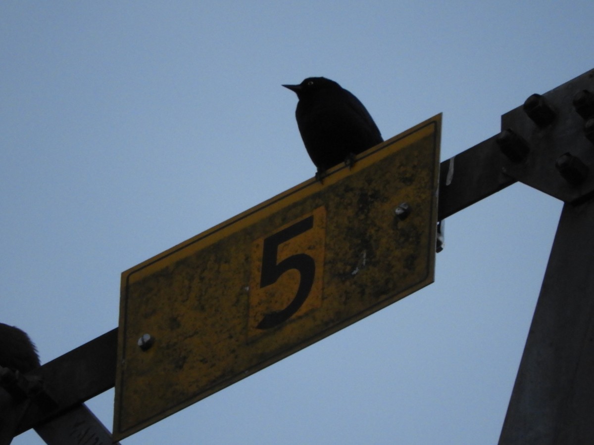 Brewer Karatavuğu - ML644561574