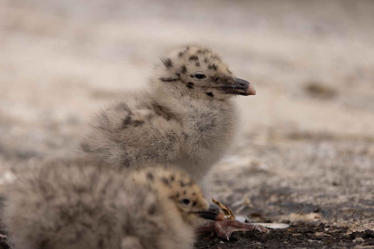 アメリカセグロカモメ - ML644561575