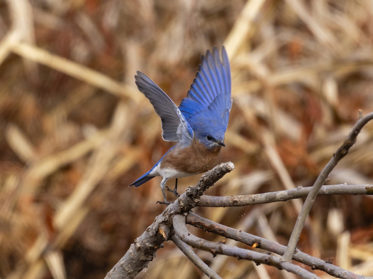 Eastern Bluebird - ML644561577