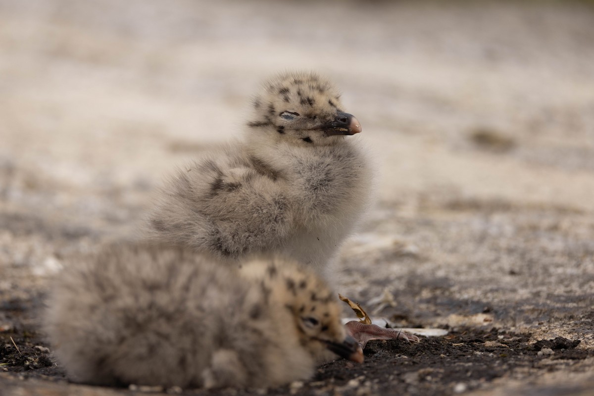 アメリカセグロカモメ - ML644561578