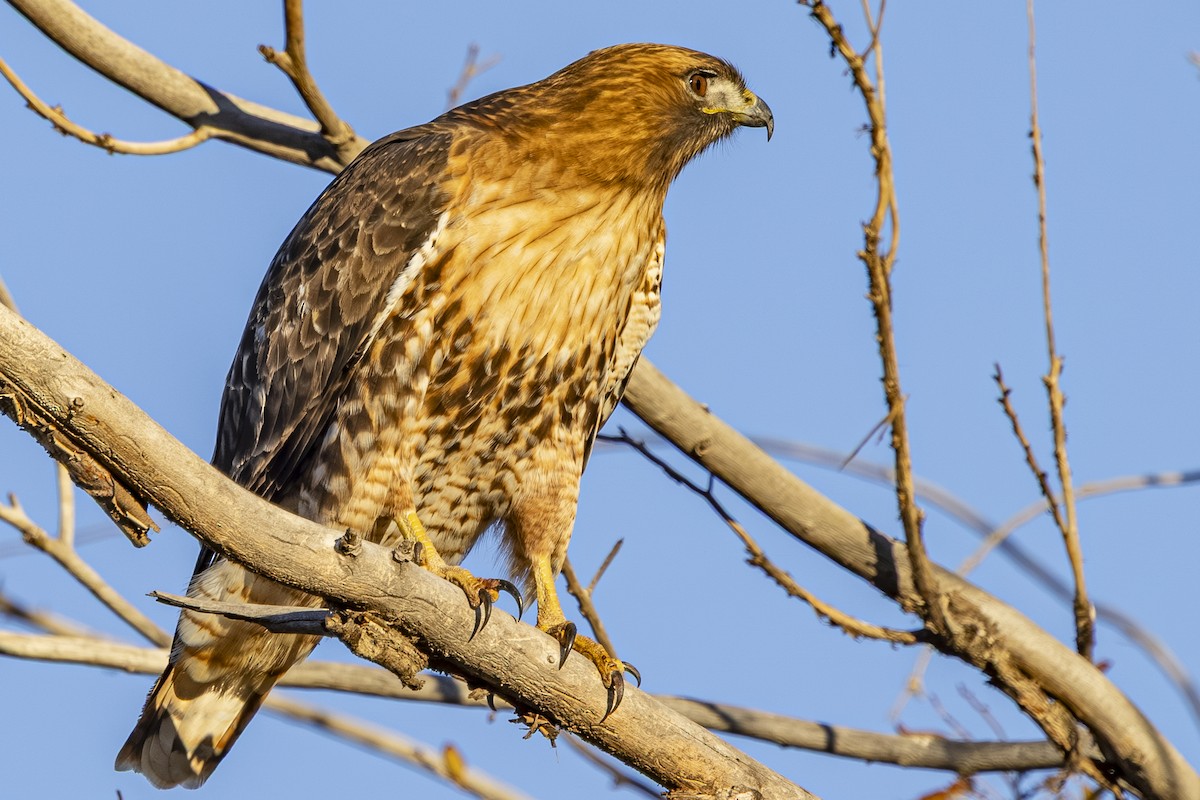 Канюк неоарктичний - ML644561584