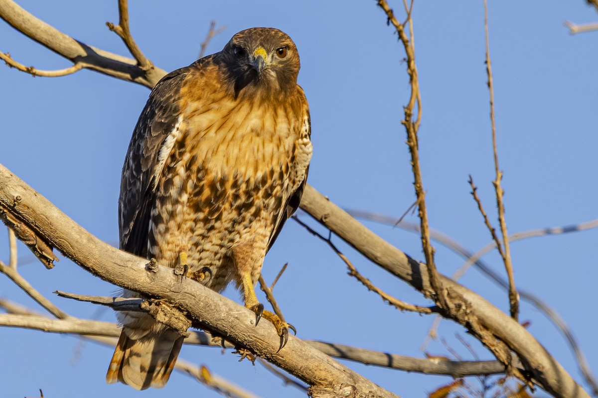 Канюк неоарктичний - ML644561587