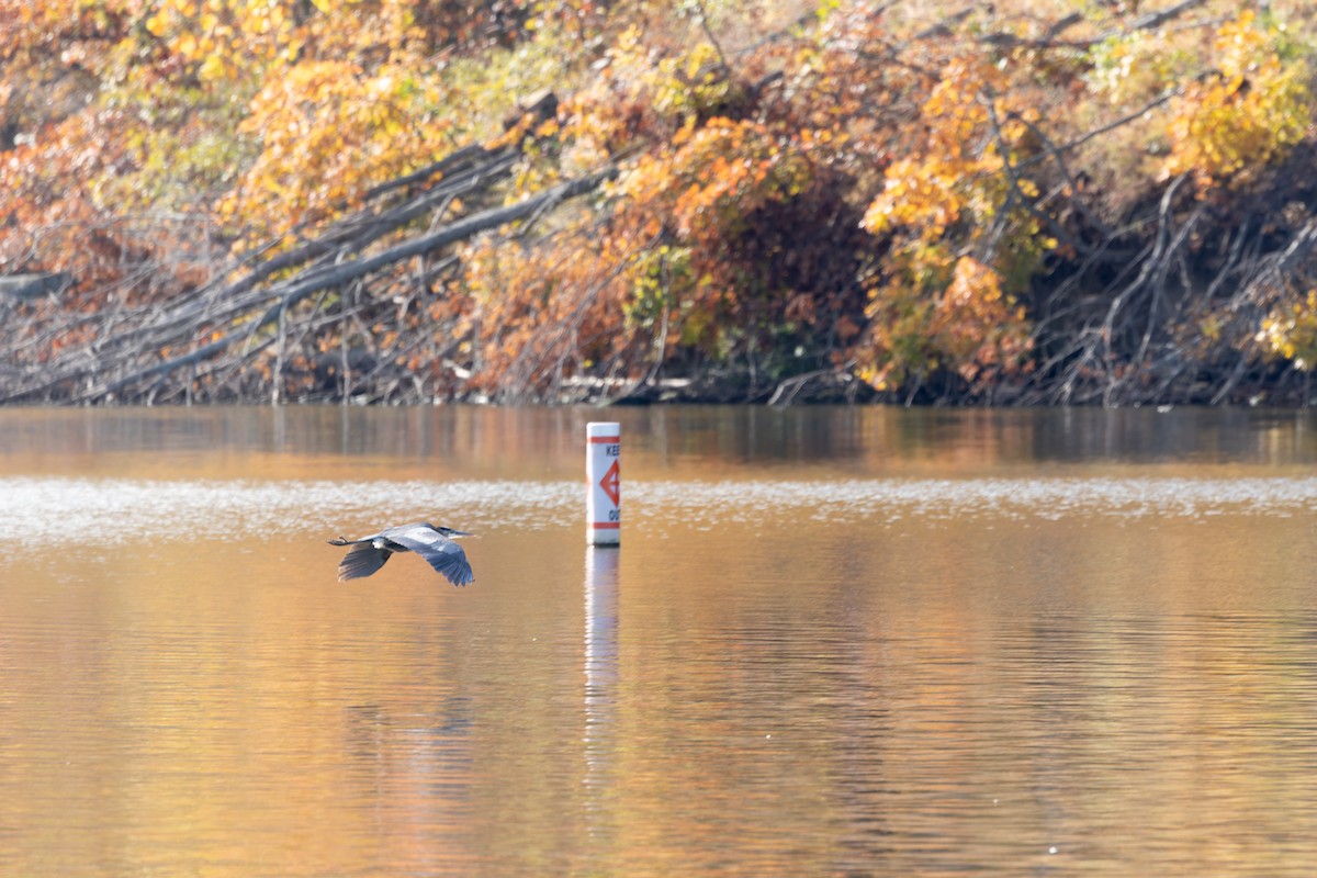 Чапля північна - ML644561599