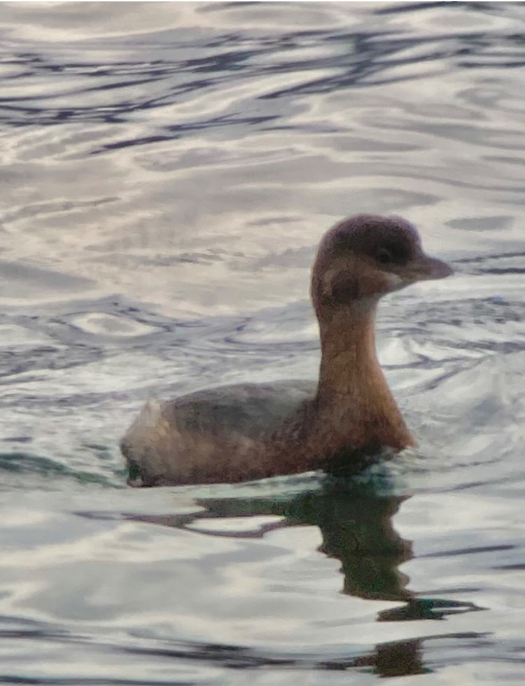 Pied-billed Grebe - ML644561601