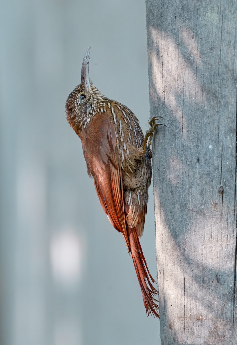 Streak-headed Woodcreeper - ML644561602