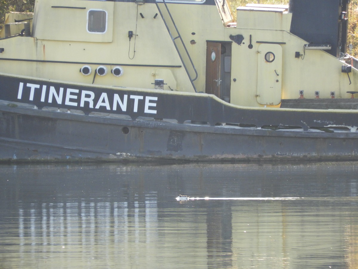 Razorbill - ML644561606