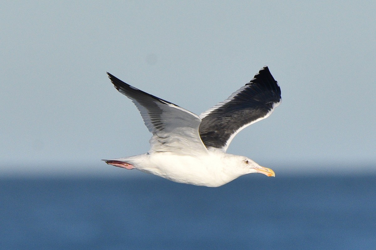 Western Gull - ML644561608