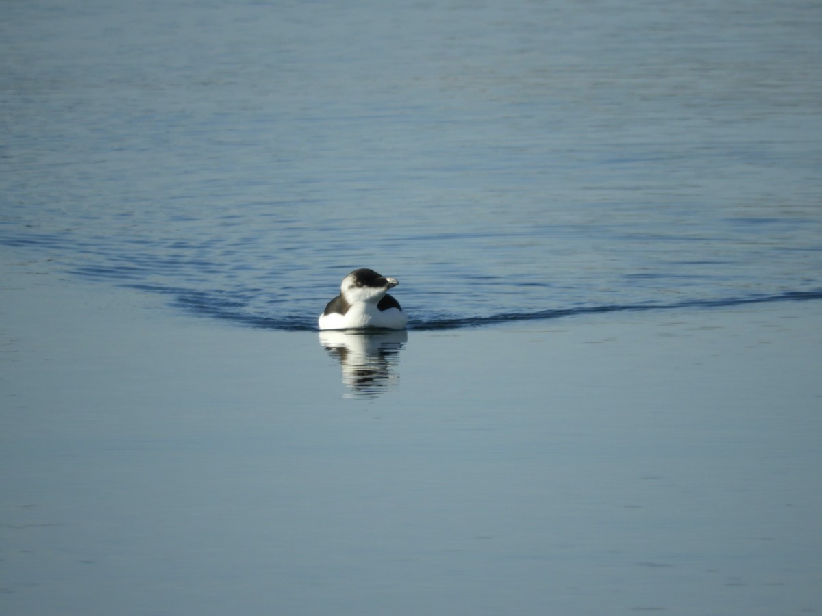 Razorbill - ML644561610