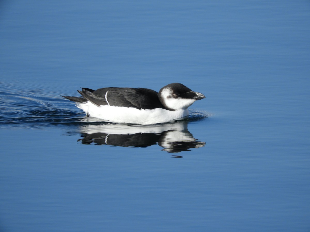 Razorbill - ML644561611