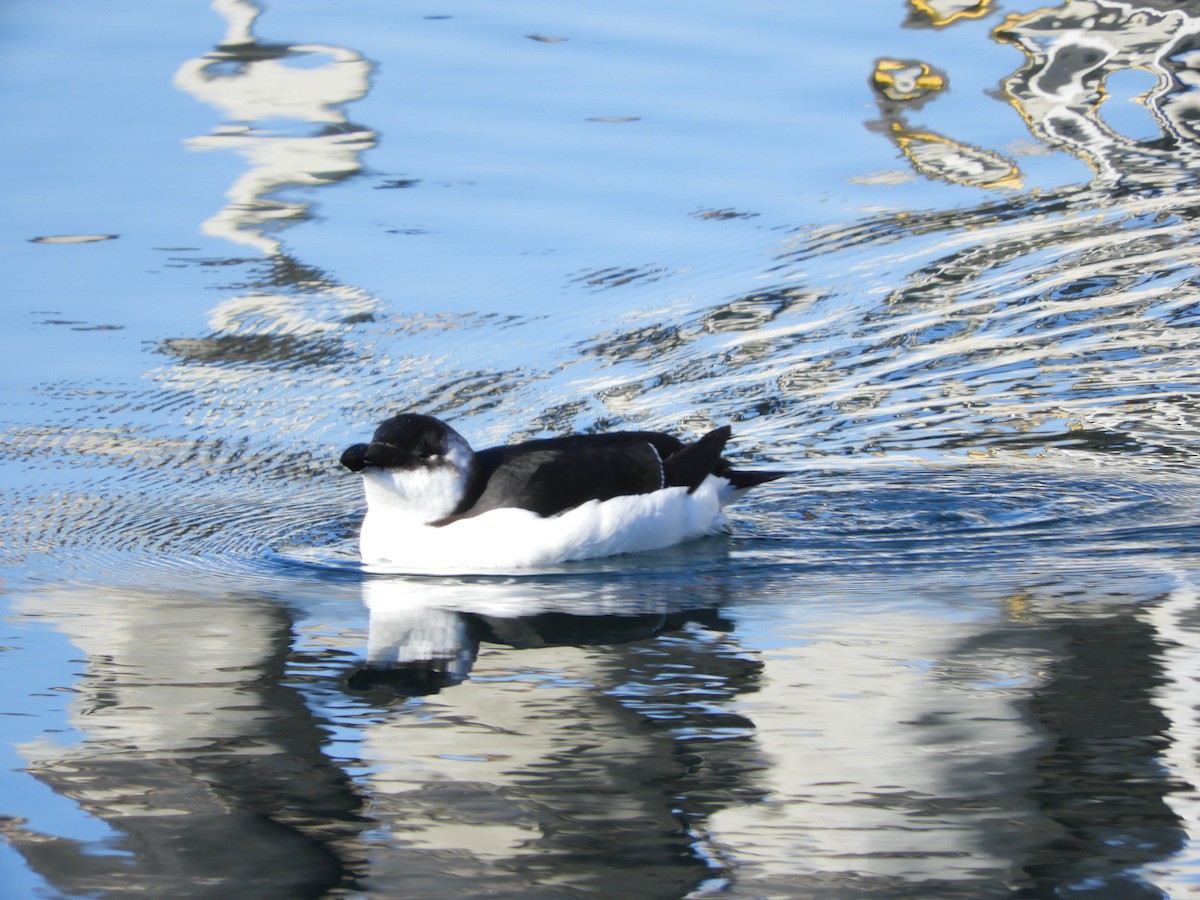 Razorbill - ML644561613