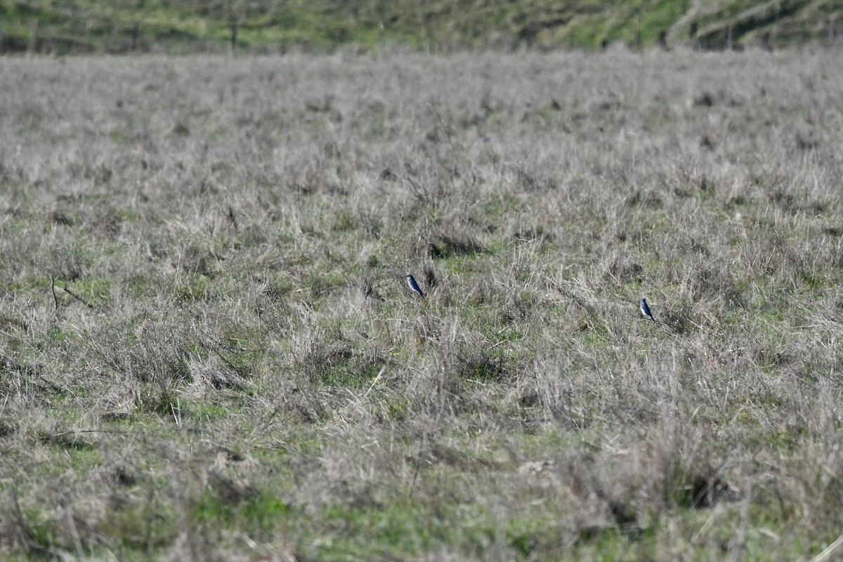 Mountain Bluebird - ML644561614