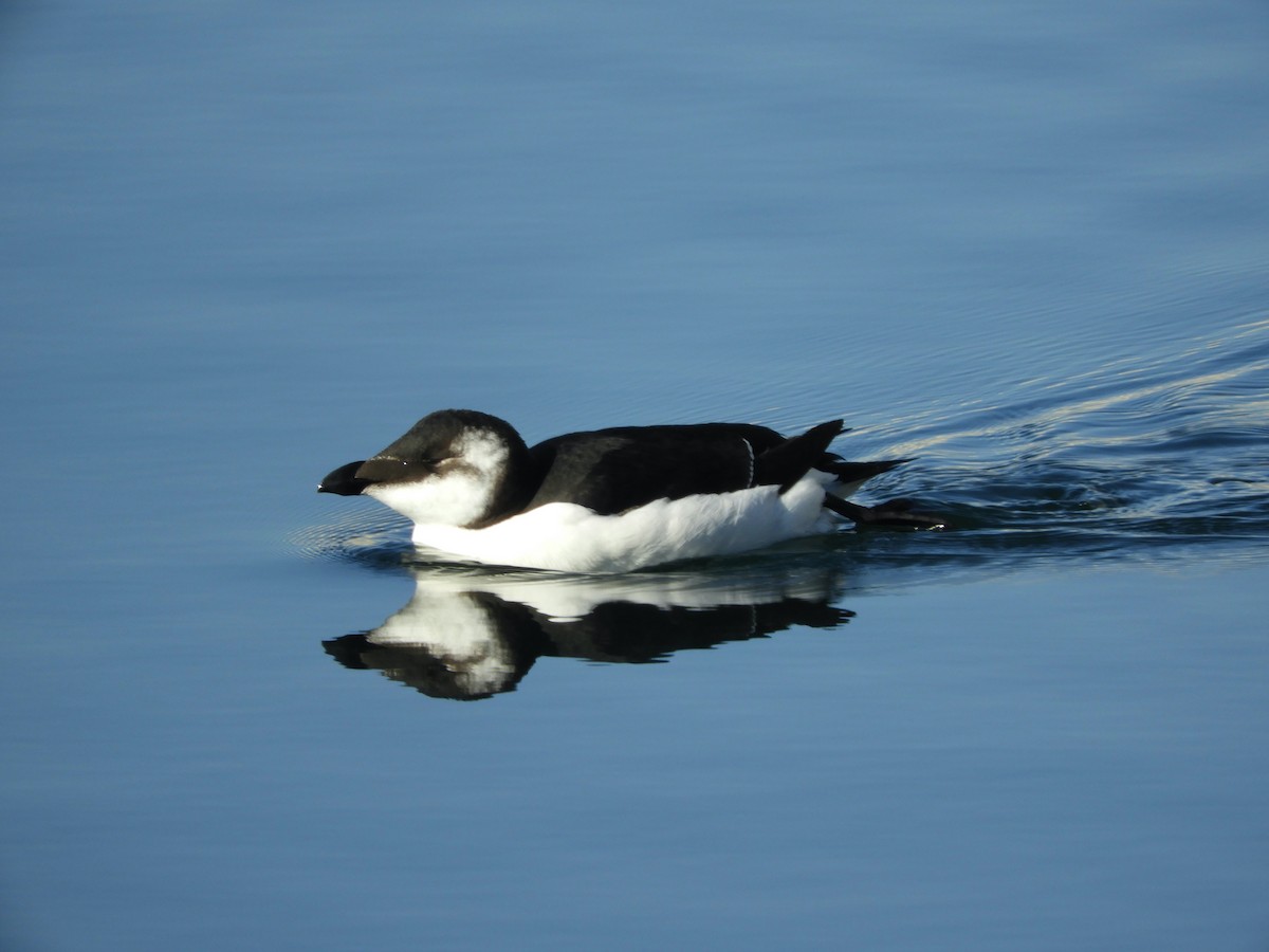 Razorbill - ML644561620