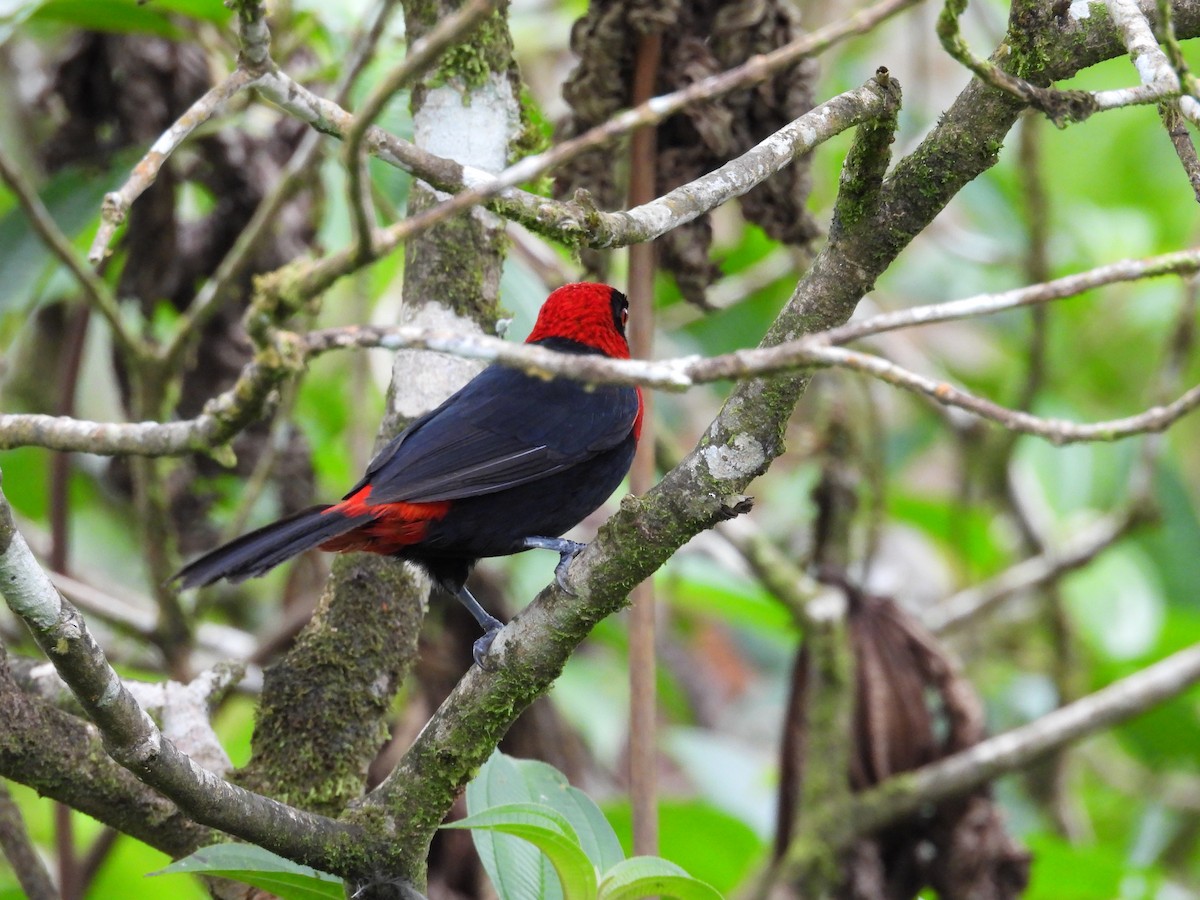 Crimson-collared Tanager - ML644561621